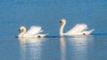 two swans floating on the lake, couple Royalty Free Stock Photo