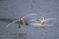 Young Swan is landing