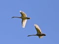 Two swans flying in front of blue sky in beautiful formation