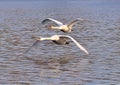 Two swans flying low over water Royalty Free Stock Photo