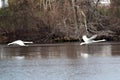 Two swans flying over a lake