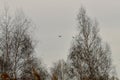 Two swans are flying over the trees.