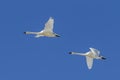 Two swans flying in the sky