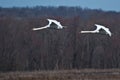 Two Swans Flying In Unison