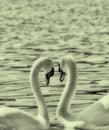 Two Swans form a love heart shape with their necks,lake ohrid,macedonia Royalty Free Stock Photo