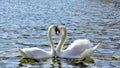 Two Swans form a love heart shape with their necks Royalty Free Stock Photo