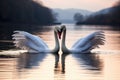 two swans forming a heart shape with their necks on a lake