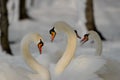 Two swans forming a heart with their necks Royalty Free Stock Photo