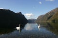 Two swans in Frafjord Royalty Free Stock Photo