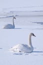 Two swans on a frozen lake