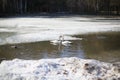 Two swans on a frozen lake, love, together Royalty Free Stock Photo