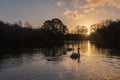 Two swans in the golden morning light on Southampton Common