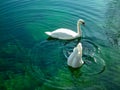 Two swans in green dead lake