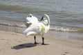 Two swans grooming on the beach Royalty Free Stock Photo