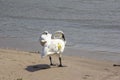 Two swans grooming on the beach Royalty Free Stock Photo