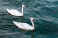 Two swans in high seas. Love concept symbol. Lovely couple. Blue green salt water Royalty Free Stock Photo