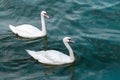 Two swans in high seas. Love concept symbol. Lovely couple. Blue green salt water Royalty Free Stock Photo