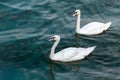 Two swans in high seas. Love concept symbol. Lovely couple. Blue green salt water Royalty Free Stock Photo