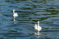 Two swans in high seas. Love concept symbol. Lovely couple. Blue green salt water Royalty Free Stock Photo