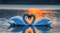 Two swans huddled together