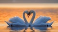 Two swans huddled together