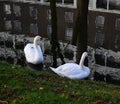 Two Swans I