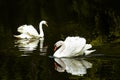 Two swans on lake