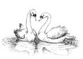 Two swans on lake