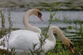 Two swans on lake, one is watching while other is eating Royalty Free Stock Photo