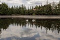 two swans on the lake in the park in summer Royalty Free Stock Photo