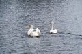 Two swans on the lake. Swans couple in love. Mating games of a pair of white swans. Swans swimming on the water in nature. Royalty Free Stock Photo