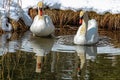 Two swans on a lake in winter