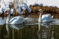 Two swans on a lake in winter