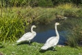 Two swans in London Wetlands Center nature reserve Royalty Free Stock Photo
