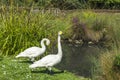 Two swans in London Wetlands Center nature reserve Royalty Free Stock Photo