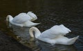 Two swans looking for a food under water