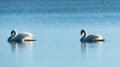 Two swans - love concept Royalty Free Stock Photo
