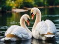 Two swans in love hugging on a blurred lake background Royalty Free Stock Photo