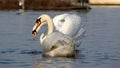 Two swans in love looking at camera Royalty Free Stock Photo