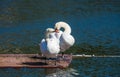 Two swans in love made a heart shape Royalty Free Stock Photo