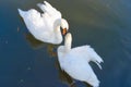 Two swans. Love. Sentimental moment. Royalty Free Stock Photo
