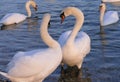 Two swans in love shape of heart Royalty Free Stock Photo