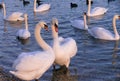 Two swans in love shape of heart Royalty Free Stock Photo