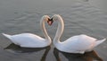 Two swans in love make shape of heart Royalty Free Stock Photo