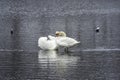 Two swans in love. Swans couple in love. Mating games of a pair