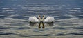 Two Swans Making A Heart Royalty Free Stock Photo