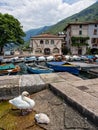 Two swans on the marina of Malcesine town, lake Garda, Italy Royalty Free Stock Photo