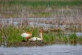 Two Swans in the marsh lands Royalty Free Stock Photo