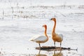 Two Swans in the marsh lands Royalty Free Stock Photo