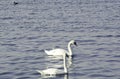 Two swans and one goose are enjoying the sun, Dunav River, Belgrade, Serbia Royalty Free Stock Photo